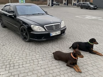 Авто Mercedes S-Class 2002 № 7649489