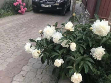 Авто Mercedes Glk-Class 2010 № 7738430