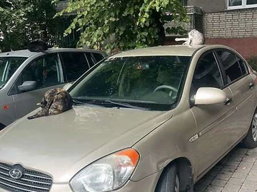 Авто Hyundai Accent 2008 № 7903246