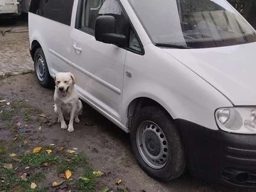 Авто Volkswagen Caddy 2005 № 7942449