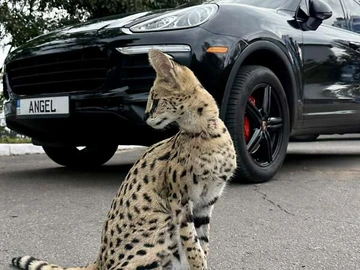 Авто Porsche Cayenne 2015 № 8536395
