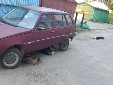 Авто ЗАЗ 965 1995 № 8482859
