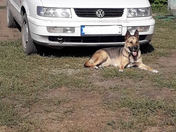 Авто Volkswagen Passat Variant 1995 № 8664375