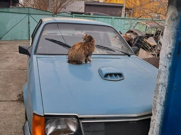 Авто Opel Commodore 1982 № 8875487